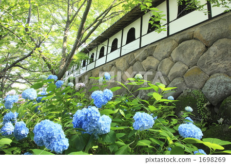 Hydrangea at Taneguji 1698269