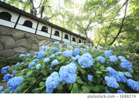 Hydrangea at Taneguji 1698274