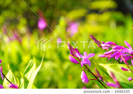 kyu shiba rikyu garden, tokyo, bletilla striata 1698285