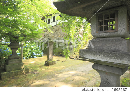 Hydrangea at Taneguji 1698287