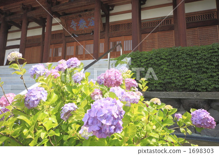 Hydrangea at Taneguji 1698303