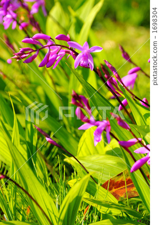 bletilla striata, tokyo, kyu shiba rikyu garden 1698304