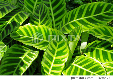 Maranta 1698474