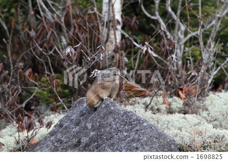 Pika papa flying an azalea 1698825