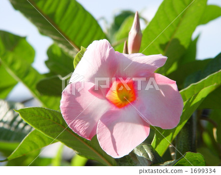 October Mandeville and Family Department 04 1699334