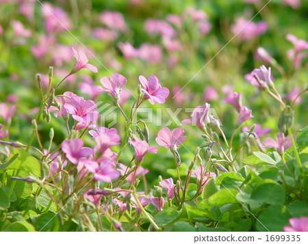 10月Murasaki Kabagami和Kagami家庭部02 1699335