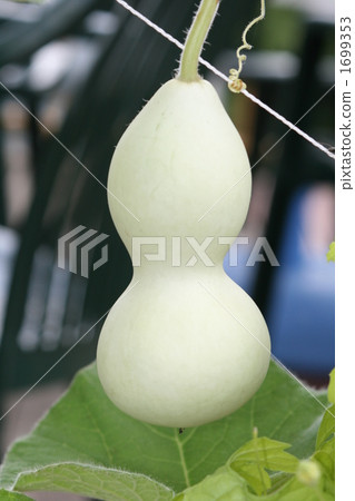 葫蘆 1699353
