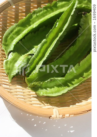 四棱豆 棱豆 蔬菜 1699409