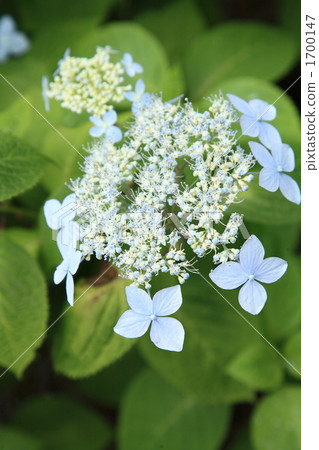 繡球花 1700147
