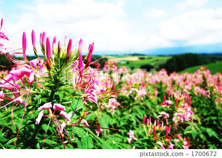 cleome, flower garden, flower field 1700672