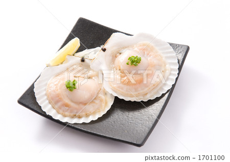  Scallop 1701100