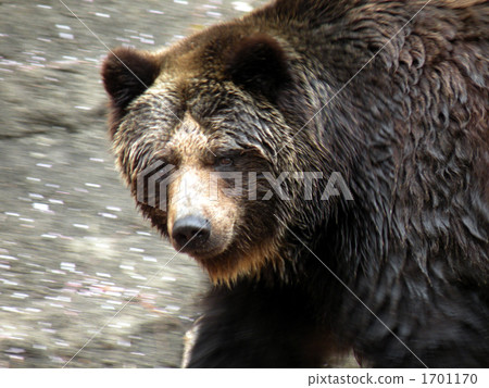 棕熊 1701170
