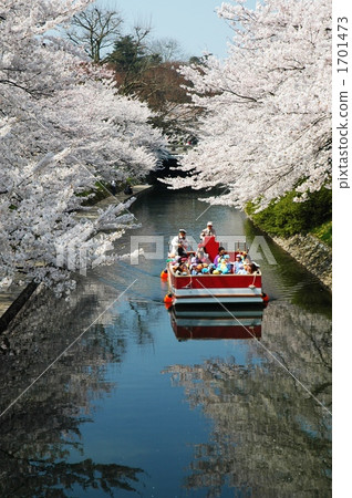 Cruise boat going in cherry blossoms in full bloom 1701473