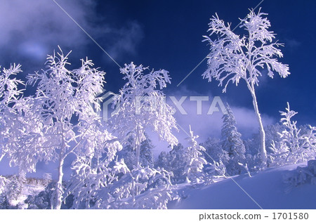 神秘的樹冰02 1701580