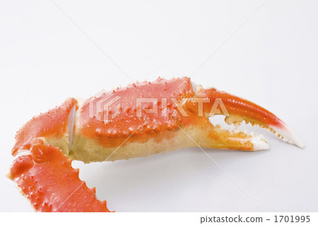 蟹爪 蟹爪 1701995