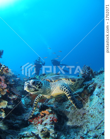 Turtles and divers Turtles and divers 1702071