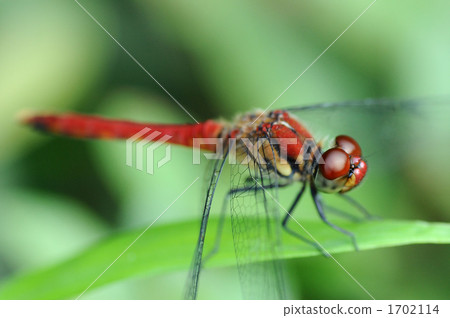 Red dragonfly 1702114