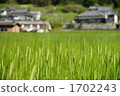 wheat field, wheatfield, grain 1702243