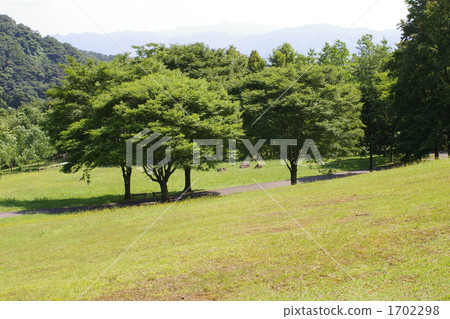 grass field, grassland, grasslands 1702298