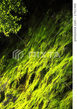 Moss wall Moss wall 1702300