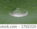 lotus leaf, foliage, leaf 1702320
