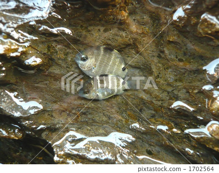 Two Simuli's medalli larvae 1702564