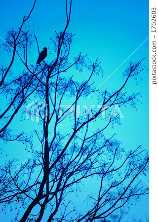 Shadow picture 1702603