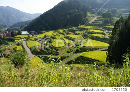 Rice terrace in Shinshu mountain village 1703550