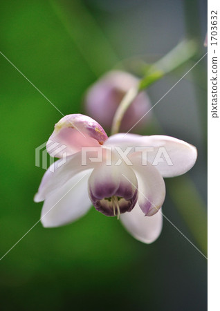 Renge goshoma 1703632