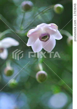 Renge goshoma Renge goshoma 1703648