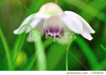 Renge goshoma 1703654