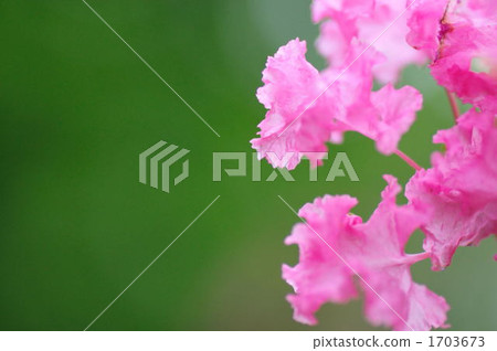 crape myrtle, crepe myrtle, botanic 1703673