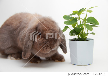 Rabbits and ornamental plants 1703715