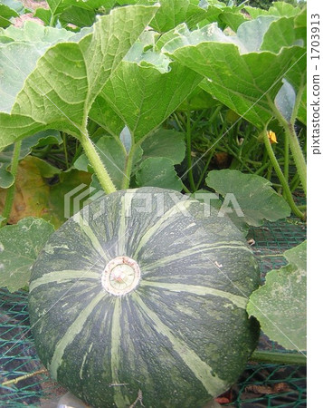 Pumpkin Miura 1703913