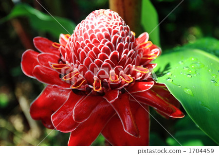 Hawaiian Torch Ginger Hawaiian Torch Ginger 1704459
