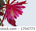 仙人掌花 1704773
