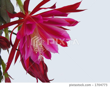仙人掌花 1704773