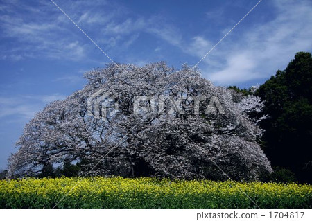 The cherry tree of Yoshitaka 1704817