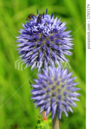 在草原和蜜蜂中綻放的Higo 在草原和蜜蜂中綻放的Higo 1705174