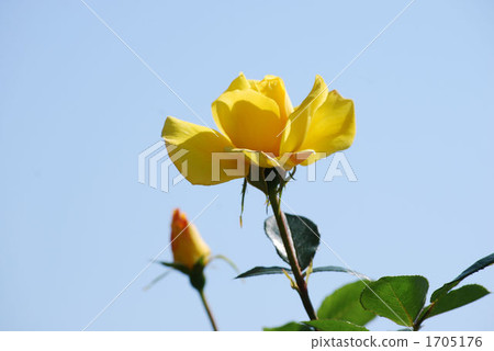 在藍天的黃色玫瑰 1705176