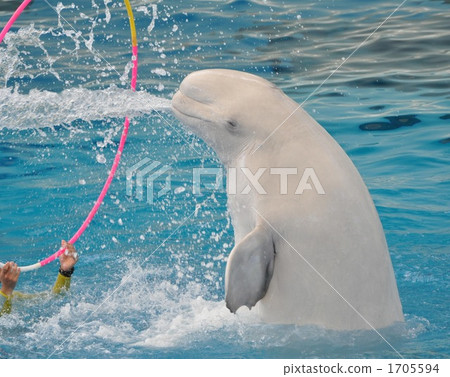 支撐鯨魚播放表演 1705594