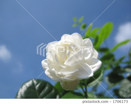 Yae Pikake in the blue sky Left-facing upside up Yae Pikake in the blue sky Left-facing upside up 1706173