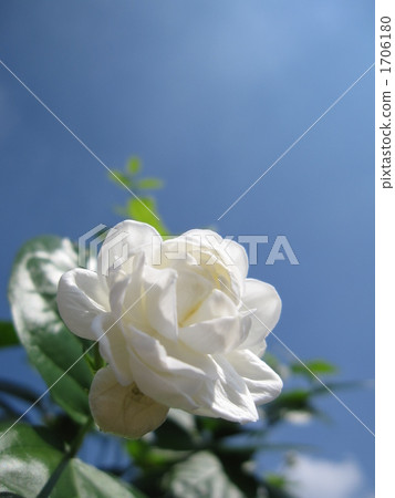 Yae Pikake in the blue sky Rightward upward vertical Yae Pikake in the blue sky Rightward upward vertical 1706180
