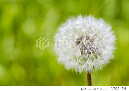 蒲公英的絨毛 1706454