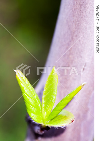 Shara's sprout Shara's sprout 1706466