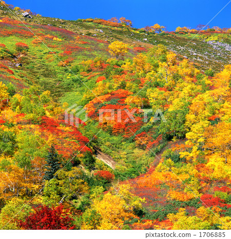 Autumn leaves to gift autumn leaves 1706885