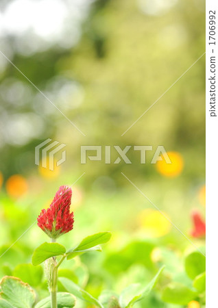 草莓蠟燭 1706992