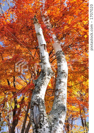 white birch, clear, deadwood 1707020