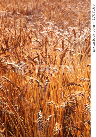 wheat, golden, wheat field 1707169