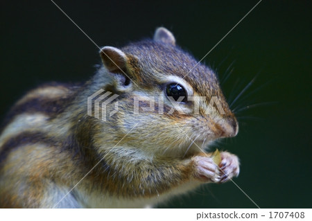 chipmunk, squirrel, squirrels 1707408